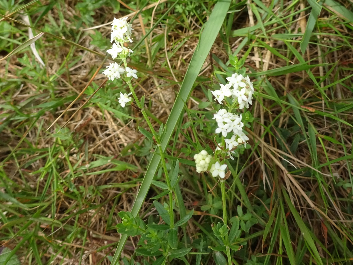 Galium boreale (Rubiaceae)